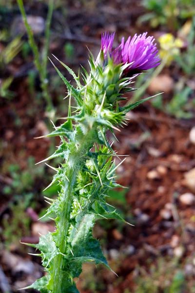 Carduus pycnocephalus